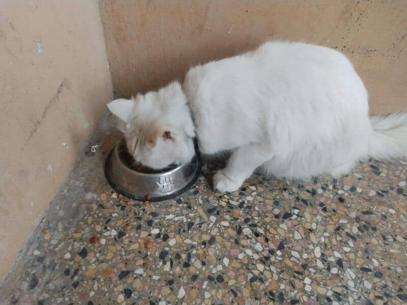 white colour persian doll faced famale cat 17