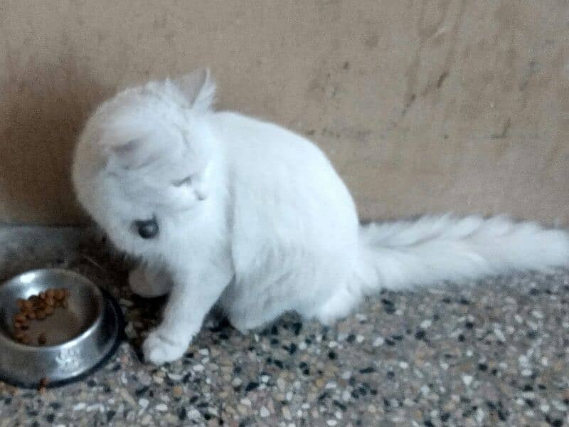 white colour persian doll faced famale cat 18