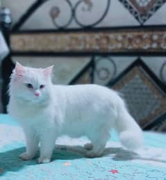 white cat 0