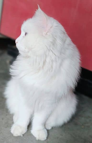 white cat 4