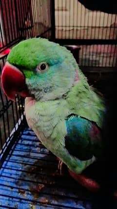 Beautiful green parrot 0