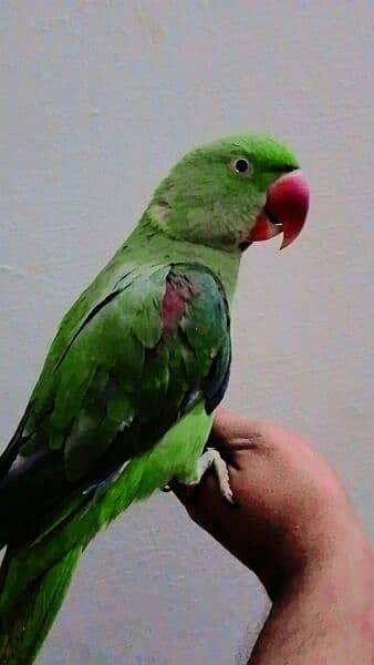 Beautiful green parrot 1