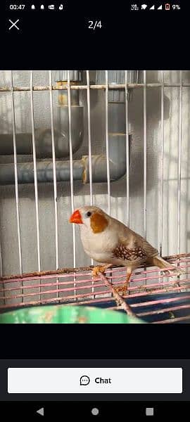 finches available 1
