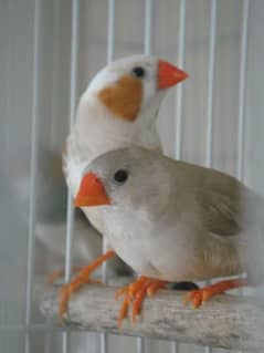 finches available 0