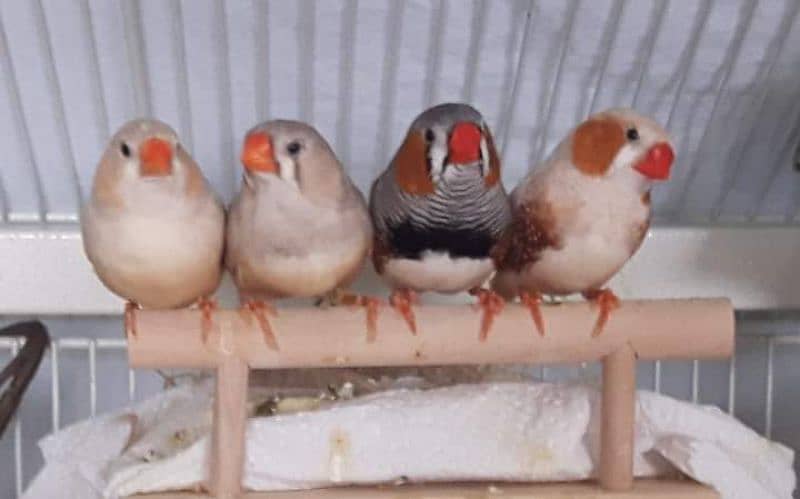 finches available 3