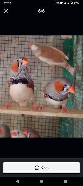 finches available 4