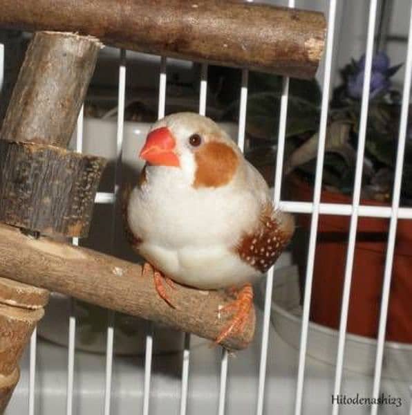 finches available 5