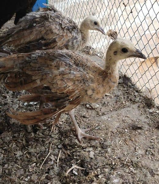 peacocks chicks and breeder for sale. . 0