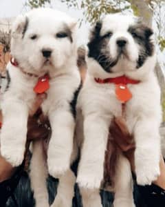 King Alabai pair pure breed security dog 2months for sale