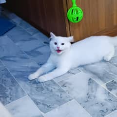 MALE PERSIAN CAT AVAILABLE FOR MATING
