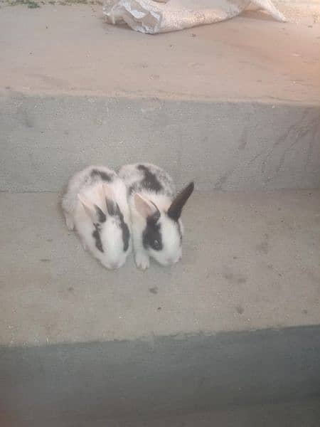 baby bunny rabbits 2