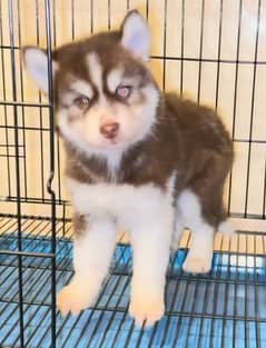 Siberian Husky puppies for sale in urgent