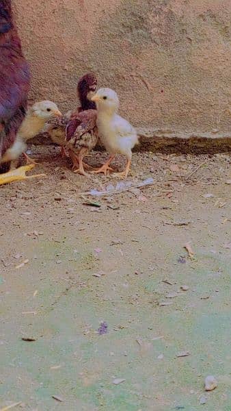 Mianwali Aseel Chicks 7