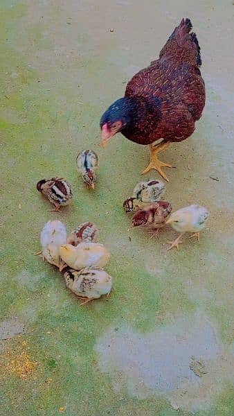 Mianwali Aseel Chicks 9