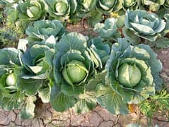 Cabbage band gobbi for sale