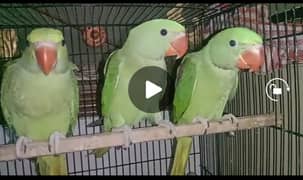 Kashmiri Raw Parrots