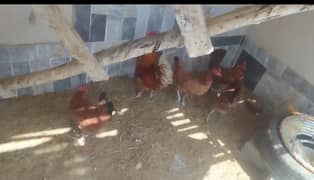 4 hens egg layers and 1 cock