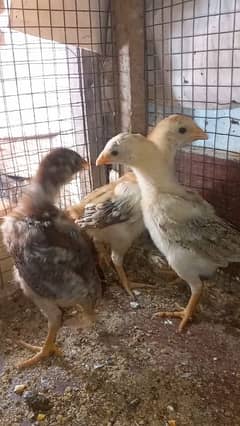 Aseel chicks 03204143422