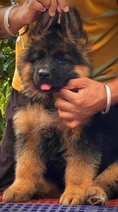 Top quality german shepherd long coat puppies from champion parents