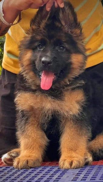 Top quality german shepherd long coat puppies from champion parents 1