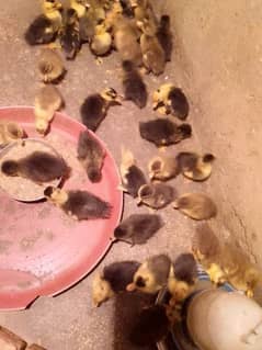 Dasi ducks chicks