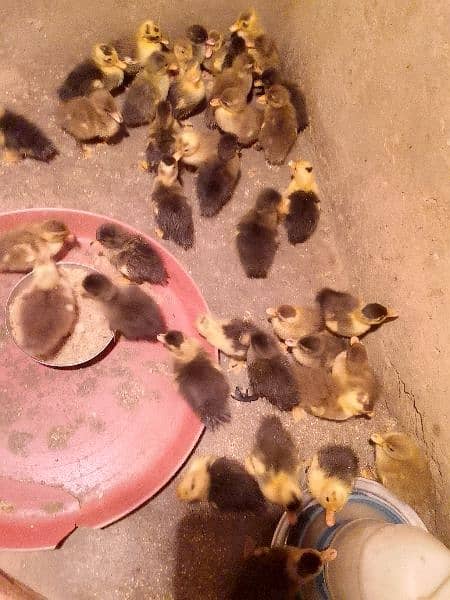 Dasi ducks chicks 1