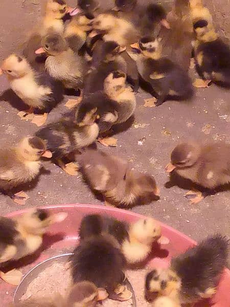 Dasi ducks chicks 3
