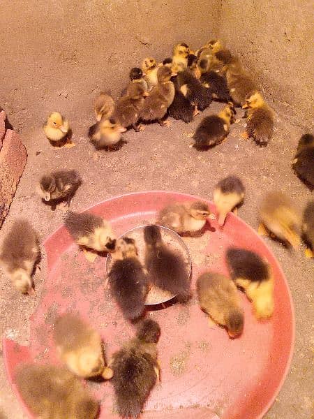 Dasi ducks chicks 5