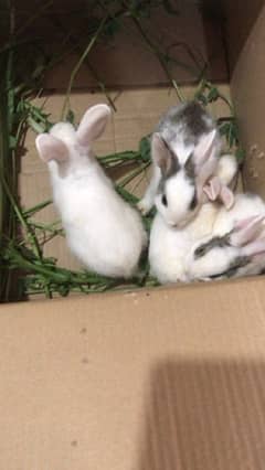 rabbits babies