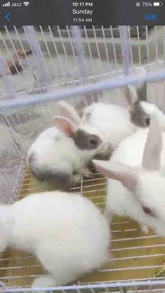 rabbits babies 1