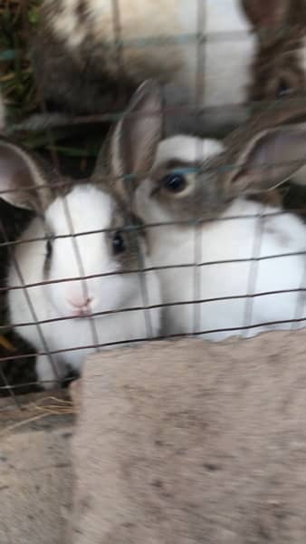rabbits babies 4