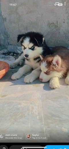 Siberian Husky Pups available