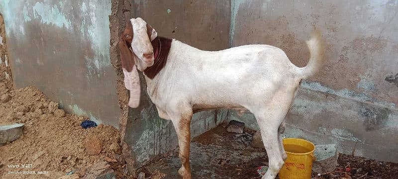 ando Bakra buhat achi hight or Weight he 1