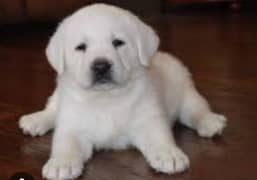Labrador white puppy for sale 0