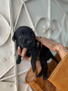 black Labrador new born one month age