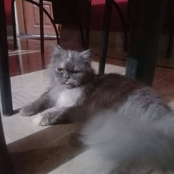 8 Months Old Persian Kitten For Sale 2