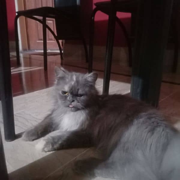 8 Months Old Persian Kitten For Sale 3