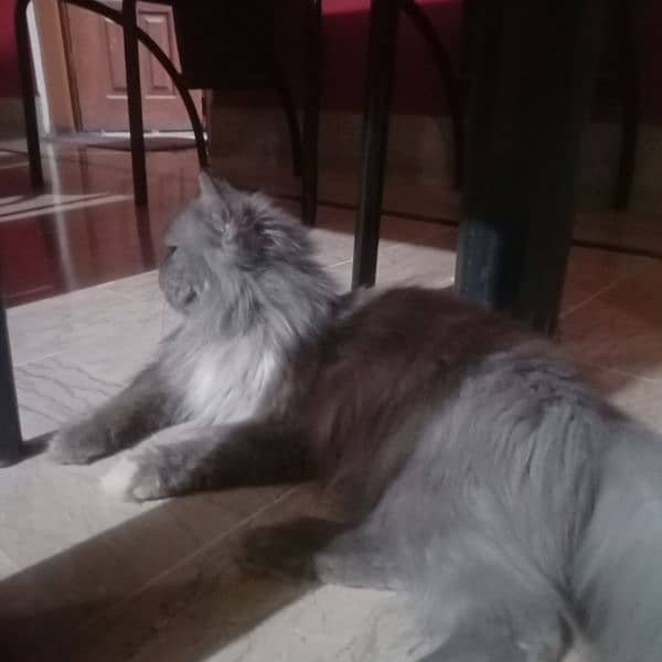 8 Months Old Persian Kitten For Sale 5