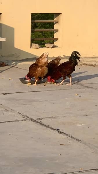 3 Lohmann Brown Hens and a 1 RIR Rooster Breeder set for Sale 1