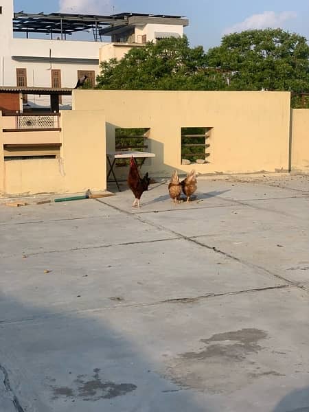Lohmann Brown Hens and a RIR Rooster for Sale 7