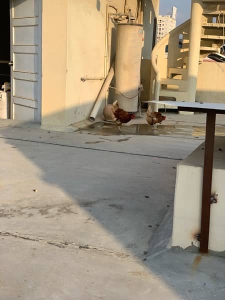 Lohmann Brown Hens and a RIR Rooster for Sale 8