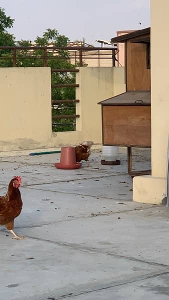3 Lohmann Brown Hens and a 1 RIR Rooster Breeder set for Sale 9