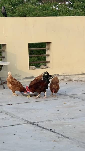 Lohmann Brown Hens and a RIR Rooster for Sale 10