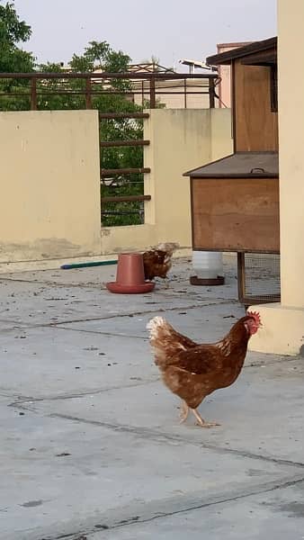 3 Lohmann Brown Hens and a 1 RIR Rooster Breeder set for Sale 11