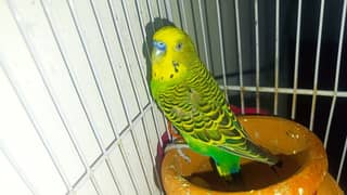 3 budgie pair for sell 1 pair rs 600