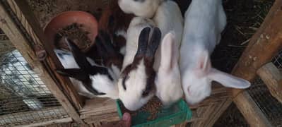 Rabbits 0