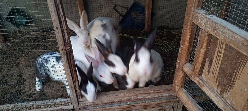Rabbits 4