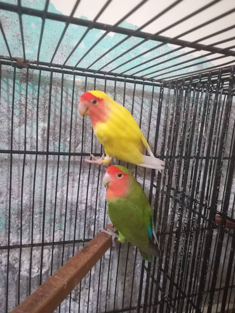 love birds breeder pairs 2