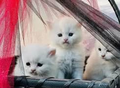 Persian kitten triple coat 0