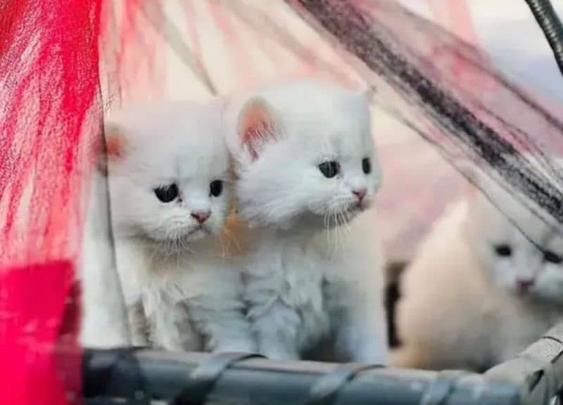 Persian kitten triple coat 2